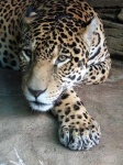 image of jaguar_car