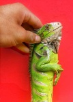 image of green_lizard