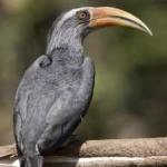 image of bird