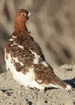 image of ptarmigan