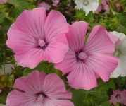image of flower