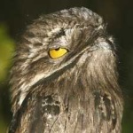 image of bird