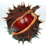 image of buckeye