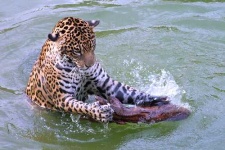 image of jaguar_car