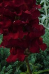 image of flower