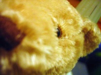 image of teddy