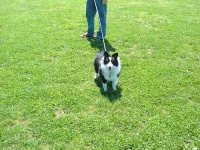 image of shetland_sheepdog