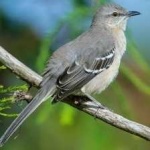 image of bird