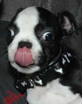 image of boston_bull