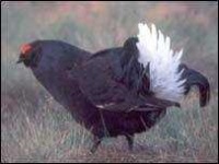 image of black_grouse #12