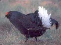 image of black_grouse
