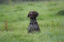 image of animal