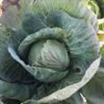 image of damage_to_cabbage_leaves