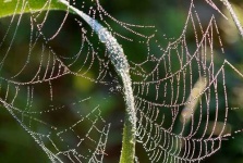 image of spider_web