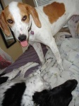 image of english_foxhound