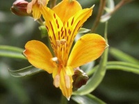 image of flower