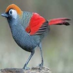 image of bird