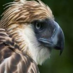 image of bird