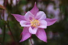 image of columbine #6