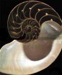 image of nautilus