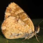 image of animal