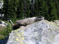 image of marmot