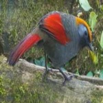 image of bird