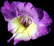 image of flower