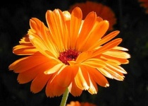 image of flower