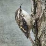 image of bird