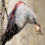 image of bird