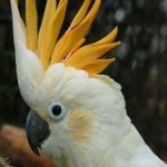 image of bird