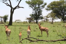 image of hartebeest