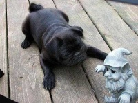 image of pug