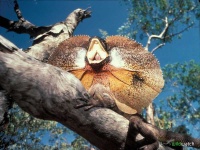 image of frilled_lizard