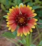 image of flower