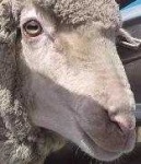 image of animal