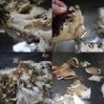 image of hen_of_the_woods
