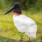 image of bird