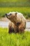 image of brown_bear