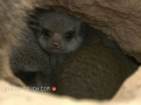 image of meerkat