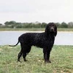 image of irish_water_spaniel