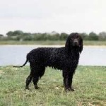 image of irish_water_spaniel #10