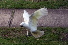 image of sulphur_crested_cockatoo