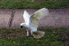 image of sulphur_crested_cockatoo #24