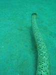 image of sea_snake