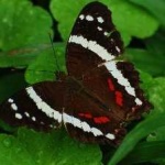 image of banded_butterfly #55