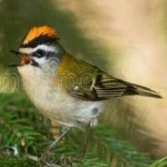 image of bird