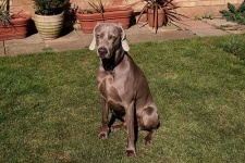 image of weimaraner