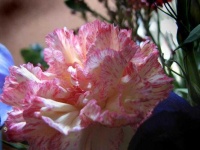 image of flower